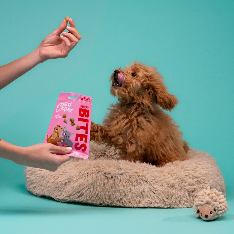 50 g Edgard y Cooper Snacks Mini Puppy de Pato e Frango para cães ,  Imagem número 3 50 g Edgard y Cooper Snacks Mini Puppy de Pato e Frango para cães , , large Imagem número 3